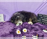 Small Photo #59 Bernedoodle-Poodle (Toy) Mix Puppy For Sale in BLACK FOREST, CO, USA