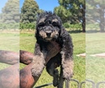 Small Photo #28 Bernedoodle-Golden Mountain Dog Mix Puppy For Sale in DAVIS, CA, USA