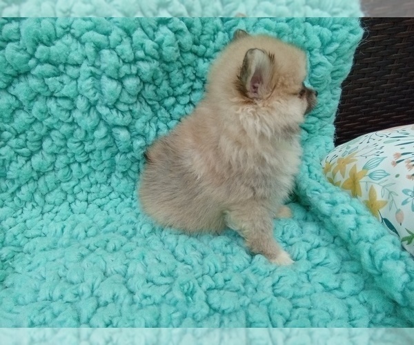 Medium Photo #2 Pomeranian Puppy For Sale in LAUREL, MS, USA