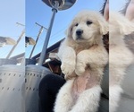 Puppy Yellow Great Pyrenees