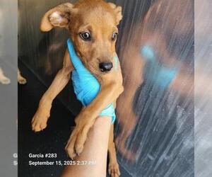 Mutt Dogs for adoption in San Antonio, TX, USA