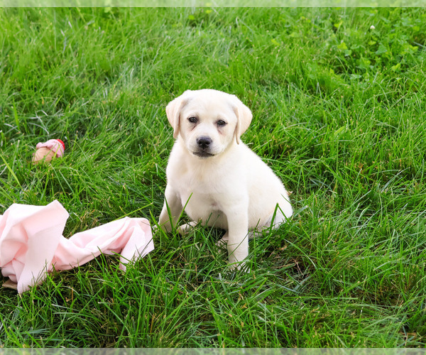 Medium Photo #9 Labrador Retriever Puppy For Sale in SYRACUSE, IN, USA