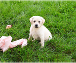 Small #8 Labrador Retriever