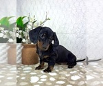 Small #3 Dachshund