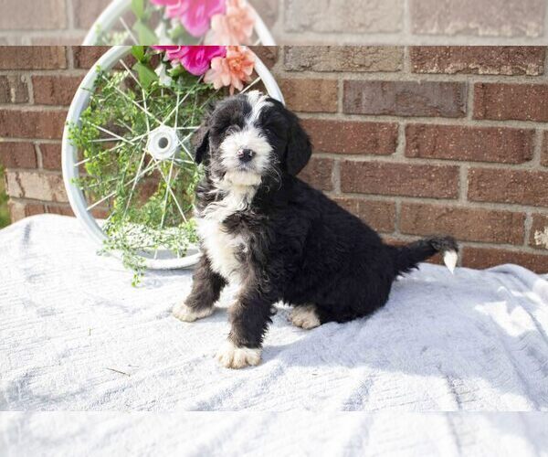 Medium Photo #2 Bernedoodle Puppy For Sale in FRESNO, OH, USA