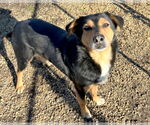 Small #5 English Shepherd Mix