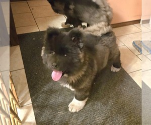 Akita Puppy for sale in GRANT PARK, IL, USA