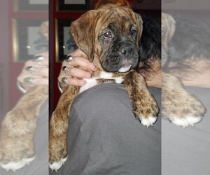 Boxer Puppy for sale in MOSES LAKE, WA, USA