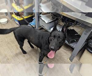 German Shepherd Dog-Unknown Mix Dogs for adoption in Pasadena, CA, USA