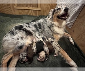 Mother of the Australian Shepherd puppies born on 11/29/2023