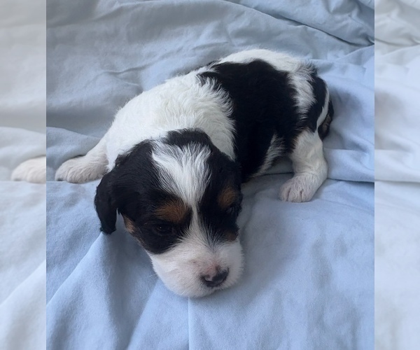 Medium Photo #20 Cavapoo Puppy For Sale in PENSACOLA, FL, USA