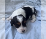 Small Photo #20 Cavapoo Puppy For Sale in PENSACOLA, FL, USA