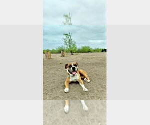 Boxer Dogs for adoption in Austin, TX, USA