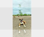 Lucky IV - Male Boxer Dog for Adoption - Small photo