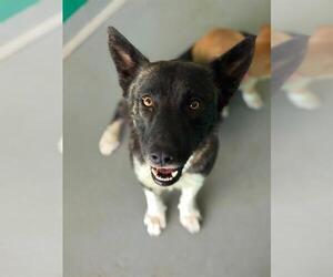 German Shepherd Dog-Unknown Mix Dogs for adoption in Visalia, CA, USA