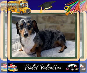 Dachshund Dogs for adoption in San Antonio, TX, USA