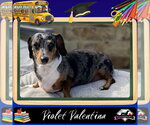 Small Dachshund