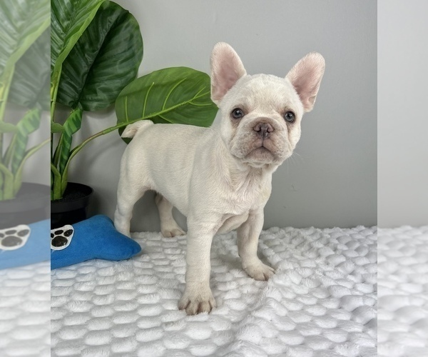 Medium Photo #4 French Bulldog Puppy For Sale in FRANKLIN, IN, USA