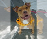Small #2 American Staffordshire Terrier Mix