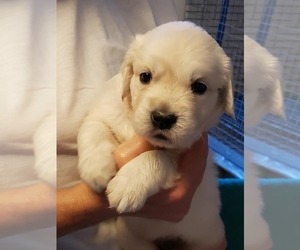 Golden Retriever Puppy for sale in NEWVILLE, PA, USA