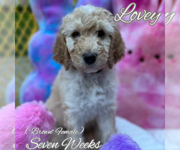 Full screen Photo #4 Goldendoodle Puppy For Sale in SAN ANTONIO, TX, USA