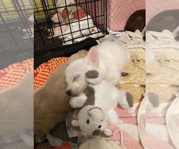 Medium Photo #3 Mutt Puppy For Sale in Aurora, IN, USA