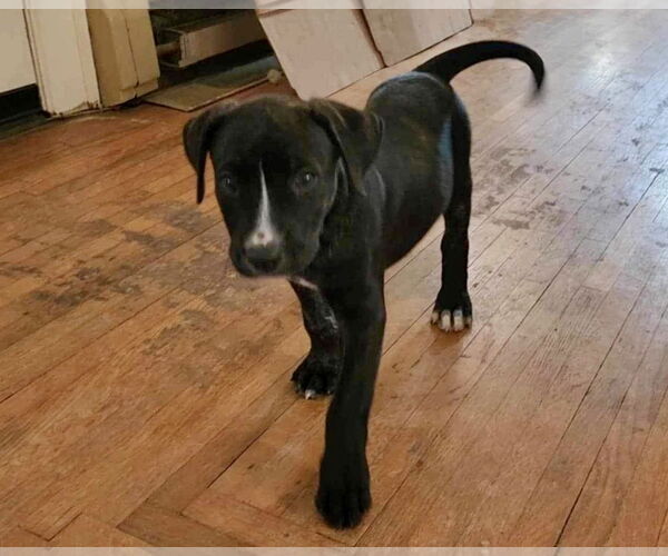 Medium Photo #31 American Staffordshire Terrier-Unknown Mix Puppy For Sale in Germantown, OH, USA