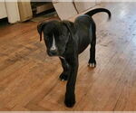 Small #30 American Staffordshire Terrier Mix