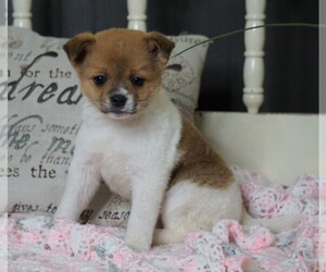 Pom Terrier Puppy for sale in FREDERICKSBG, OH, USA