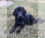 Puppy Bluey boy Labrador Retriever