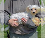 Small #1 Maltese