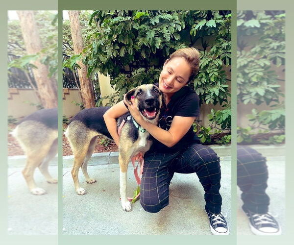 Medium Photo #2 Anatolian Shepherd-Great Pyrenees Mix Puppy For Sale in W Hollywood, CA, USA