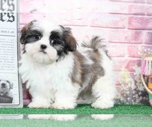 Mal-Shi Puppy for sale in BEL AIR, MD, USA