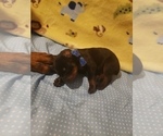 Small Photo #2 Doberman Pinscher Puppy For Sale in SAGINAW, MI, USA