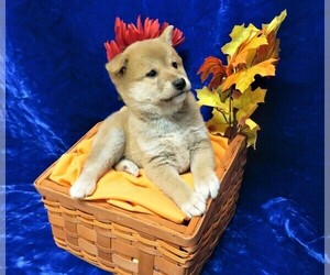 Shiba Inu Puppy for sale in NORWOOD, MO, USA