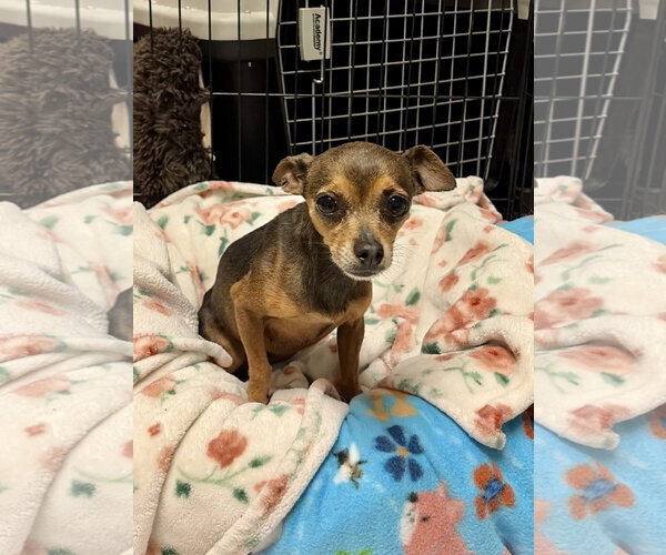 Medium Photo #1 Chihuahua Puppy For Sale in Texarkana, TX, USA