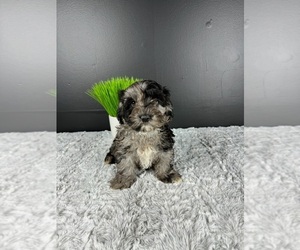 Cockapoo Puppy for sale in GREENWOOD, IN, USA