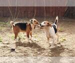 Small #2 Beagle
