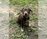 Small #3 Mutt