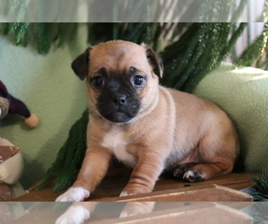 Jug Puppy for sale in SHILOH, OH, USA