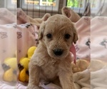 Puppy 7 Miniature Labradoodle