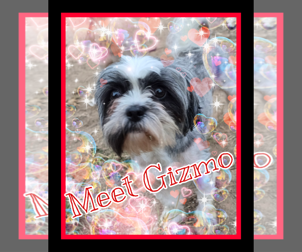 Medium Photo #1 Shih Tzu Puppy For Sale in Pipe Creek, TX, USA