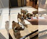 Small Photo #11 Basenji Puppy For Sale in SACRAMENTO, CA, USA