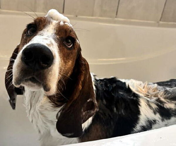 Medium Photo #5 Basset Hound Puppy For Sale in Deepwater, NJ, USA