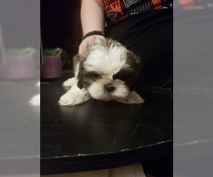 Shih Tzu Puppy for sale in CENTRALIA, MO, USA