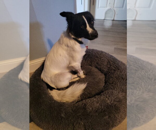 Medium Photo #3 Australian Shepherd-Unknown Mix Puppy For Sale in oakland, FL, USA