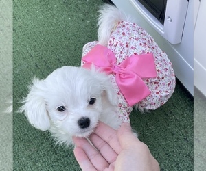 Maltese Puppy for sale in EAGLEVILLE, PA, USA