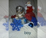 Puppy Puppy 5 Miniature Australian Shepherd