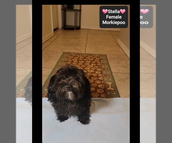 Medium Photo #3 Morkie Poo (Toy) Puppy For Sale in TUCSON, AZ, USA