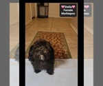 Stella - Female Morkie Poo (Toy) Puppy for Sale - Photo #3